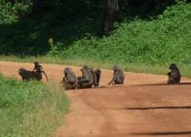 Uganda-Affen im Kibale Wald